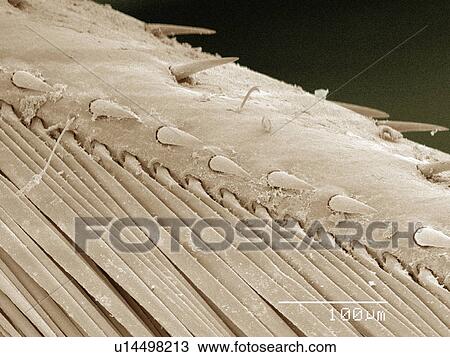 Stock Image - Coloured SEM of backswimmer (Notonectidae) leg. Fotosearch