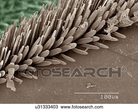 Stock Image - Coloured SEM of backswimmer (Notonectidae) leg. Fotosearch