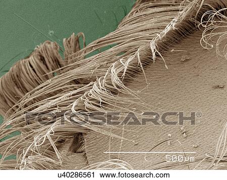 Coloured SEM of backswimmer (Notonectidae) hydrofuge hair View Large Photo Image Stock Image - Coloured SEM of backswimmer (Notonectidae) hydrofuge hair. Fotosearch