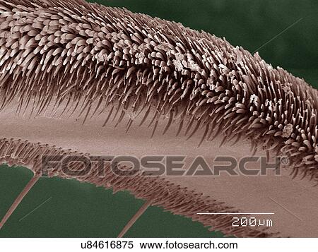 Stock Photography - Coloured SEM of backswimmer (Notonectidae) leg. Fotosearch