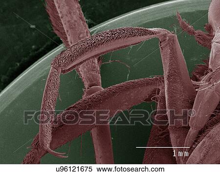 Stock Photography - Coloured SEM of backswimmer (Notonectidae) leg. Fotosearch