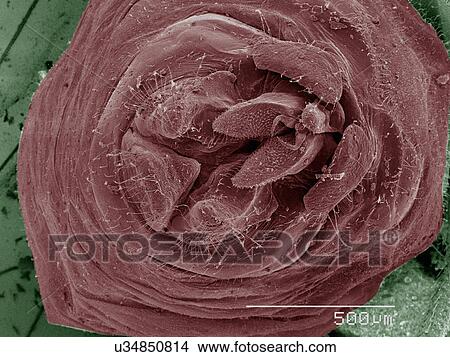 Coloured SEM of bark lice genitalia View Large Photo Image Picture - Coloured SEM of bark lice genitalia. Fotosearch
