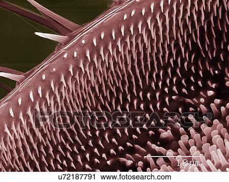 Stock Image - Coloured SEM of beetle palp. Fotosearch