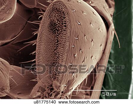 Stock Image - Coloured SEM of beetle palp. Fotosearch