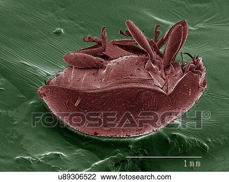Stock Image - Coloured SEM of beetle. Fotosearch