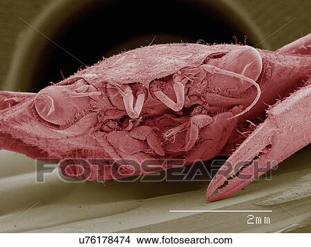 Coloured SEM of blue crab View Large Photo Image Picture - Coloured SEM of blue crab. Fotosearch