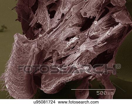 Coloured SEM of boxelder (Boisea trivittata) bug mouthparts View Large Photo Image Picture - Coloured SEM of boxelder (Boisea trivittata) bug mouthparts. Fotosearch