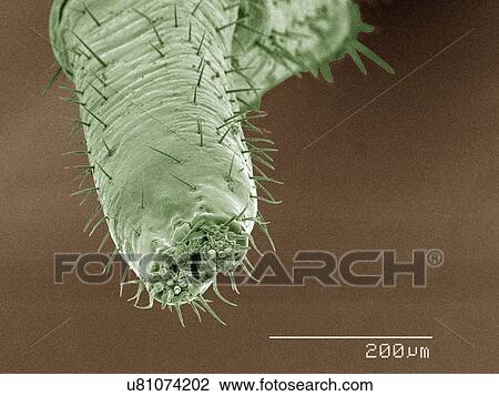 Stock Image - Coloured SEM of boxelder (Boisea trivittata) bug mouthparts. Fotosearch