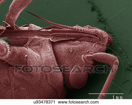 Stock Image - Coloured SEM of boxelder (Boisea trivittata) bug mouth. Fotosearch