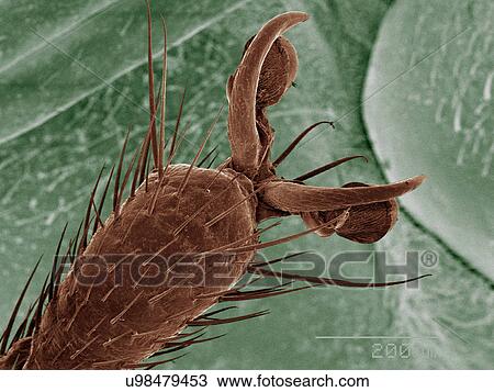 Stock Image - Coloured SEM of boxelder (Boisea trivittata) bug tarsus. Fotosearch