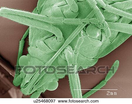 Stock Photo - Coloured SEM of boxelder (Boisea trivittata) bug. Fotosearch