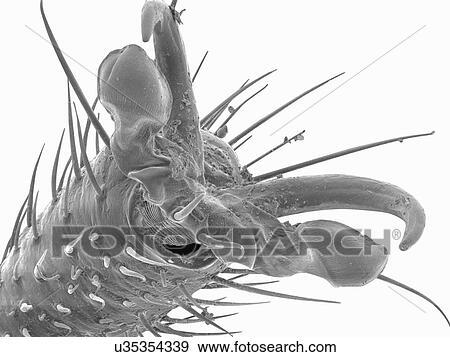 Stock Photo - Coloured SEM of boxelder (Boisea trivittata) bug tarsus. Fotosearch