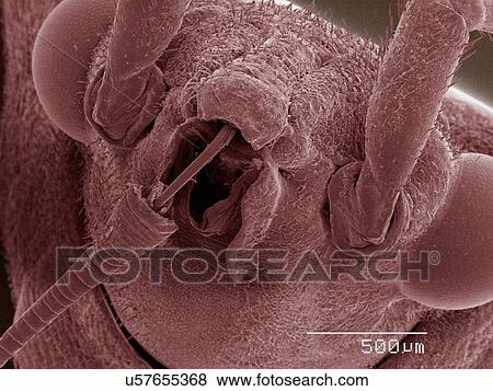 Stock Photo - Coloured SEM of boxelder (Boisea trivittata) bug mouthparts. Fotosearch