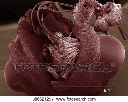 Stock Photo - Coloured SEM of boxelder (Boisea trivittata) bug mouthparts. Fotosearch