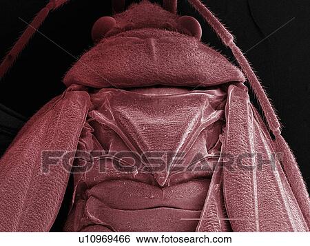Stock Photograph - Coloured SEM of boxelder (Boisea trivittata) bug. Fotosearch
