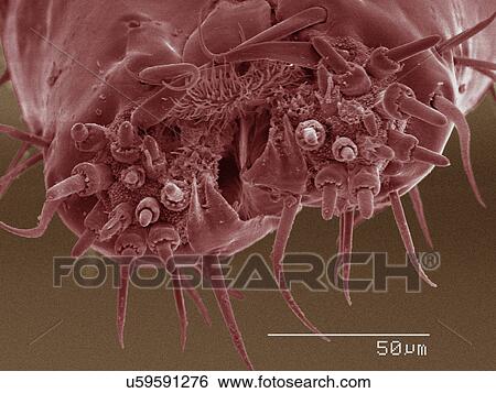 Coloured SEM of boxelder (Boisea trivittata) bug mouthparts View Large Photo Image Stock Photograph - Coloured SEM of boxelder (Boisea trivittata) bug mouthparts. Fotosearch