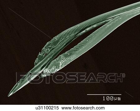 Stock Photography - Coloured SEM of boxelder (Boisea trivittata) bug mouthparts. Fotosearch