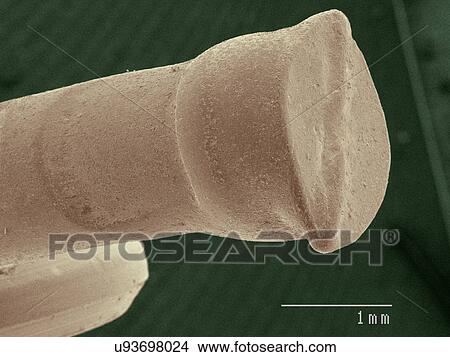 Coloured SEM of brad nail head View Large Photo Image Picture - Coloured SEM of brad nail head. Fotosearch