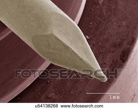 Coloured SEM of brad nail tip View Large Photo Image Stock Photo - Coloured SEM of brad nail tip. Fotosearch