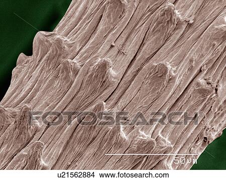 Picture - Coloured SEM of cactus spines. Fotosearch