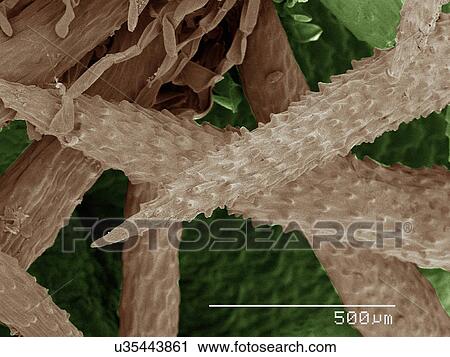 Stock Image - Coloured SEM of cactus spines. Fotosearch