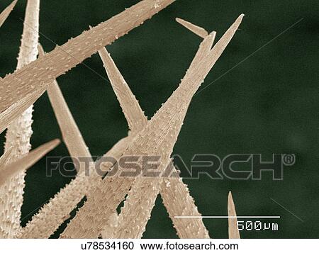 Stock Image - Coloured SEM of cactus spines. Fotosearch