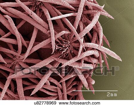 Stock Photo - Coloured SEM of cactus spines. Fotosearch