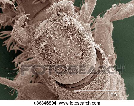 Picture - Coloured SEM of caddisfly larva. Fotosearch