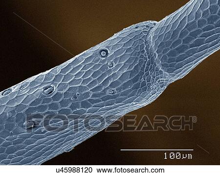Stock Image - Coloured SEM of cicada antenna. Fotosearch