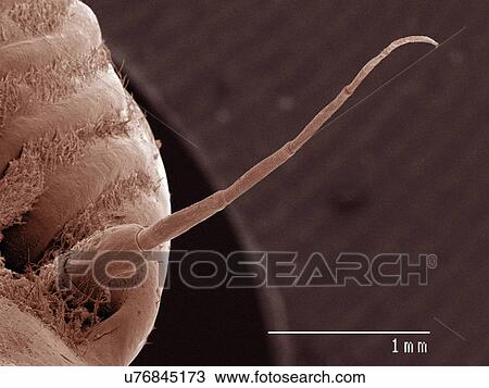 Stock Image - Coloured SEM of cicada antenna. Fotosearch