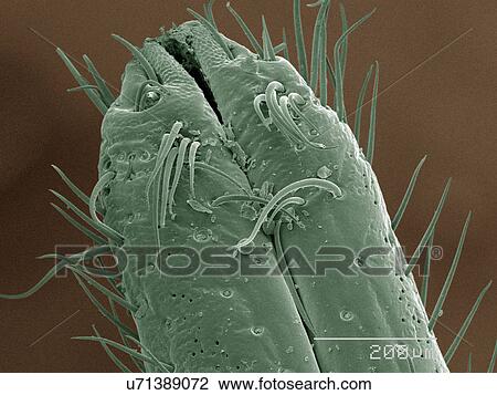 Coloured SEM of cicada mouthparts View Large Photo Image Stock Image - Coloured SEM of cicada mouthparts. Fotosearch