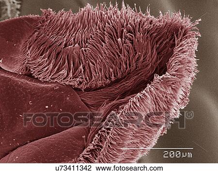 Stock Image - Coloured SEM of cockroach mouthparts. Fotosearch