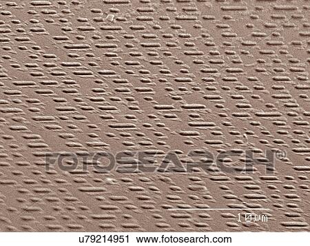 Coloured SEM of code on compact disc View Large Photo Image Stock Image - Coloured SEM of code on compact disc. Fotosearch