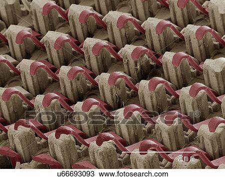 Stock Image - Coloured SEM of computer chip. Fotosearch