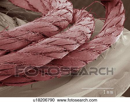 Stock Image - Coloured SEM of cotton thread. Fotosearch