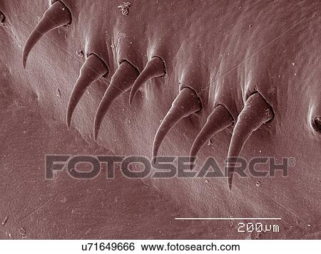Stock Photograph - Coloured SEM of crayfish setae. Fotosearch