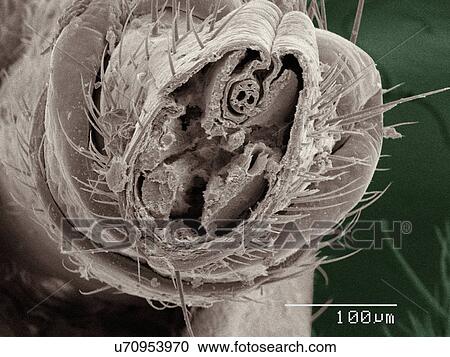 Stock Image - Coloured SEM of cricket mouthparts. Fotosearch