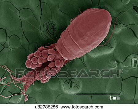 Coloured SEM of cyclops, overhead view View Large Photo Image Stock Photograph - Coloured SEM of cyclops, overhead view. Fotosearch