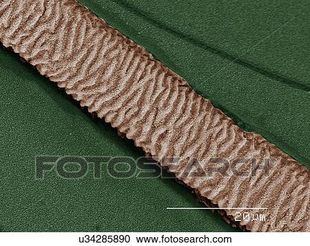 Coloured SEM of damselfly (Coenagrionidae) wing View Large Photo Image Stock Image - Coloured SEM of damselfly (Coenagrionidae) wing. Fotosearch