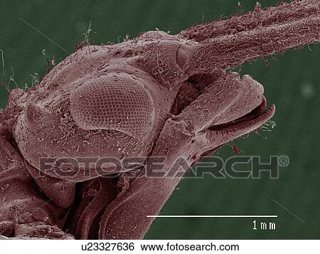 Stock Photograph - Coloured SEM of damselfly (Calopterygidae). Fotosearch