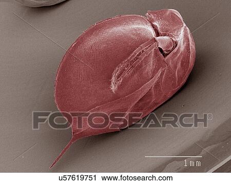Coloured SEM of daphnia View Large Photo Image Stock Image - Coloured SEM of daphnia. Fotosearch