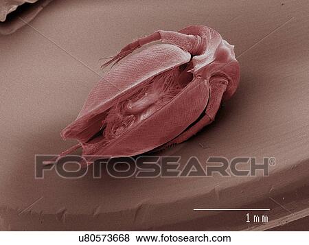 Coloured SEM of daphnia View Large Photo Image Stock Photo - Coloured SEM of daphnia. Fotosearch