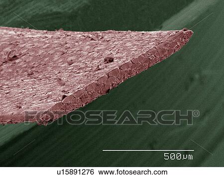 Stock Photograph - Coloured SEM of dental floss. Fotosearch