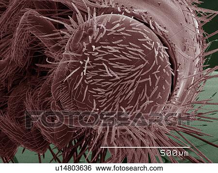 Coloured SEM of dermestid beetle larva View Large Photo Image Stock Photograph - Coloured SEM of dermestid beetle larva. Fotosearch