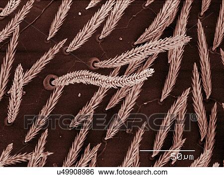 Stock Photograph - Coloured SEM of dermestid beetle larva. Fotosearch