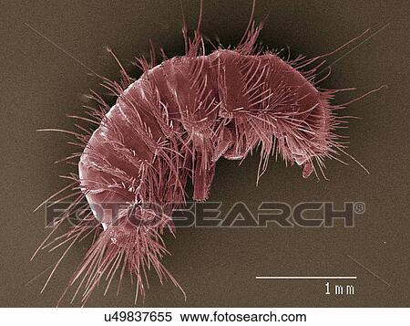 Stock Photography - Coloured SEM of dermestid beetle larva. Fotosearch