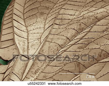 Coloured SEM of dragonfly wing View Large Photo Image Stock Image - Coloured SEM of dragonfly wing. Fotosearch