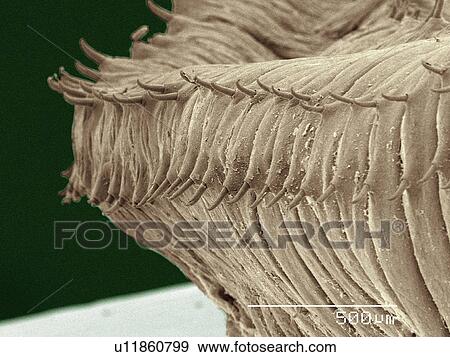 Coloured SEM of earthworm View Large Photo Image Stock Photo - Coloured SEM of earthworm. Fotosearch