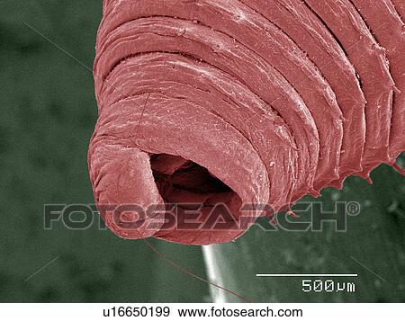 Stock Photo - Coloured SEM of earthworm. Fotosearch