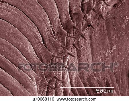 Stock Photograph - Coloured SEM of earthworm. Fotosearch